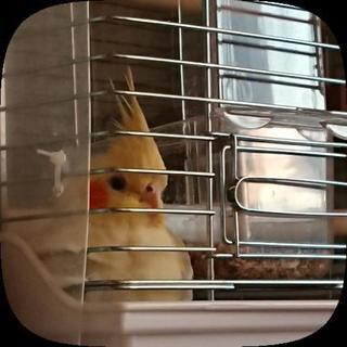 逃げてしまったオカメインコ 探しています😭