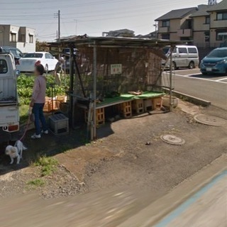 長ねぎ直売一袋50円で販売 − 神奈川県