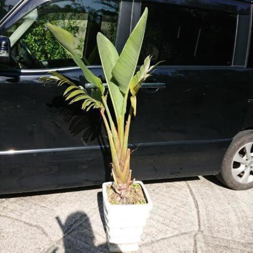 ヤシの仲間？観葉植物