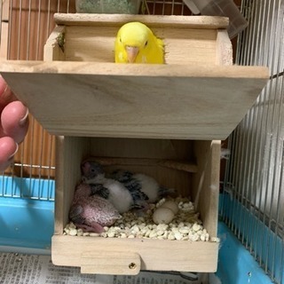セキセイインコ の雛 - 草津市