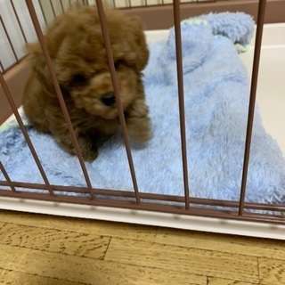 里親見つかりました。ありがとうございました。