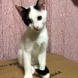 生後3か月の子猫です。