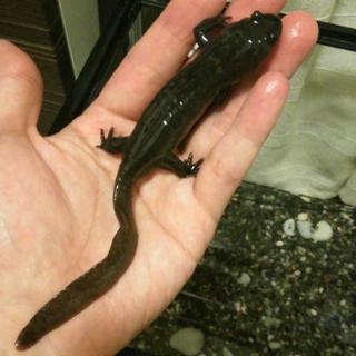 エゾサンショウウオ　オス　良型　の画像