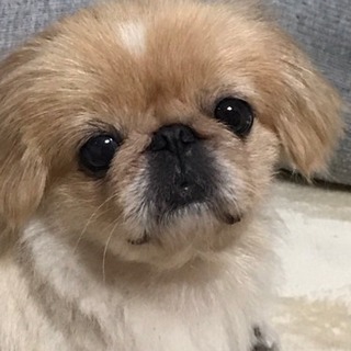 ペキニーズです