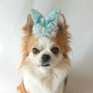 犬友になってください