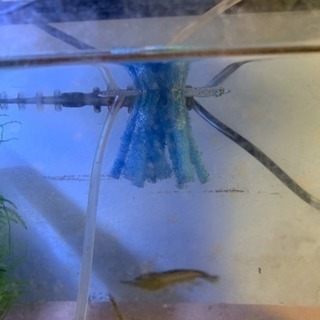 手作りメダカ・金魚産卵床の画像