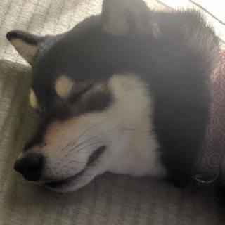 神奈川県、東京都のペットシッター、Family Alis Pro...