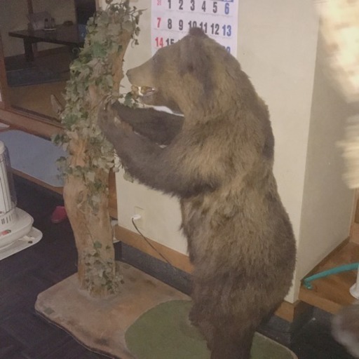 ひぐまのはくせい