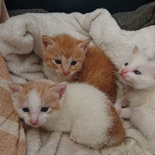 子猫三匹の里親を募集