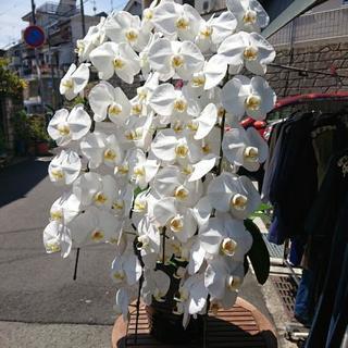 胡蝶蘭