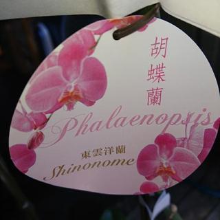 胡蝶蘭の画像
