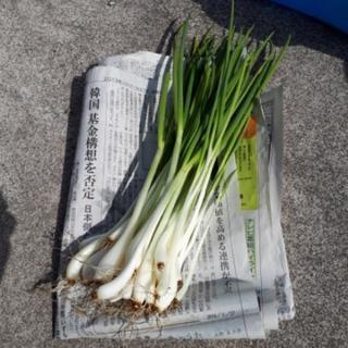 野菜　ネギ