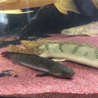 ウィークシー