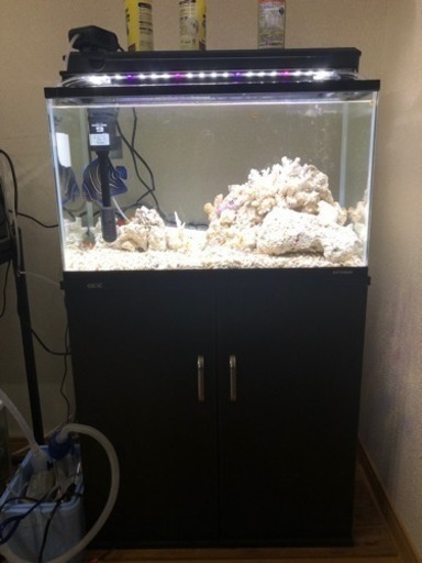 最終値下げ！海水魚水槽