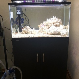 最終値下げ！海水魚水槽
