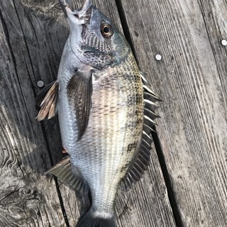 釣り仲間募集！