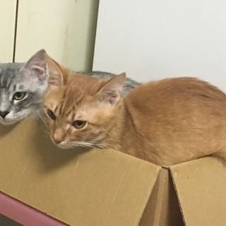 保護猫（生後10ヶ月くらい）