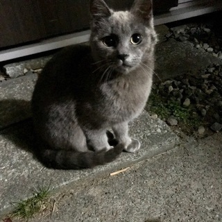里親様が決定しました！