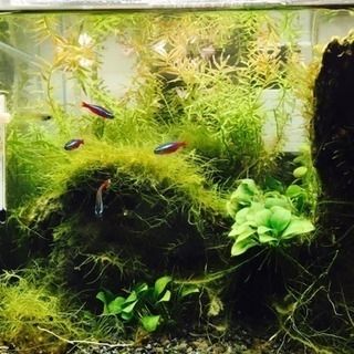 熱帯魚(カージナルテトラ3匹・ネオンテトラ1匹・ランプアイ1匹・...