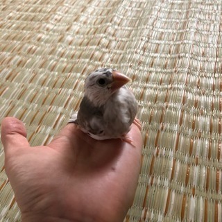 ☆文鳥☆雛 2羽 − 埼玉県