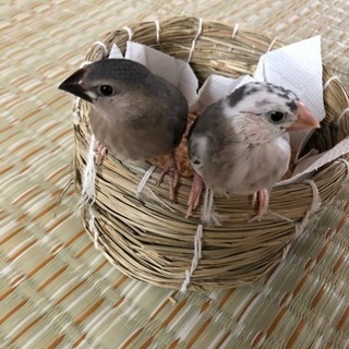 ☆文鳥☆雛 2羽の画像