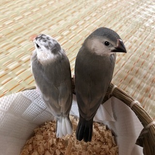 ☆文鳥☆雛 2羽 - 草加市