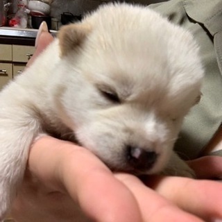 生後約1ヶ月 雑種 男の子