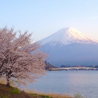 世界遺産 富士山と桜 写真 A4又は2L版 額付き