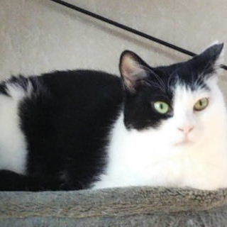 ☆成猫（白黒メス）しずくちゃん