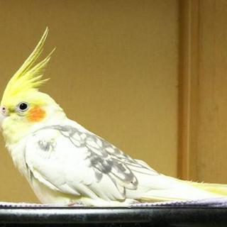 迷子のオカメインコを探してます！
