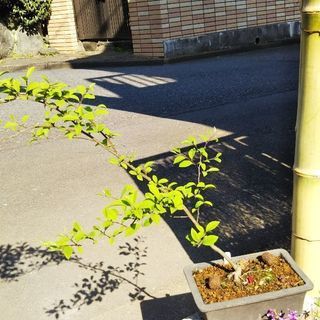 梅もどき苗・挿し木
