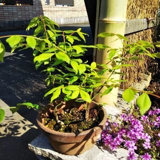 錦木苗・２本１鉢（挿し木）