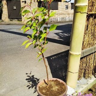 桜苗・実生