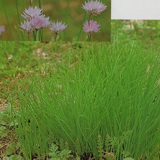 繁茂した草花の選りで　余分な根っこ（苗）　よろしかったら差し上げます