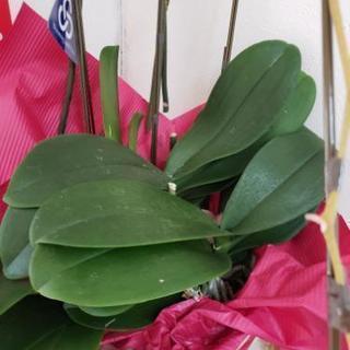 胡蝶蘭の苗の画像