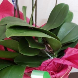 胡蝶蘭の苗の画像