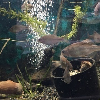 タナゴ釣り仲間募集です。 - 鈴鹿市