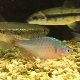 タナゴ釣り仲間募集です。