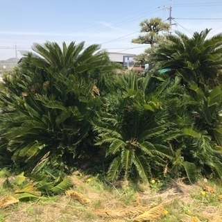 ソテツ 蘇鉄 ※お安くしました！