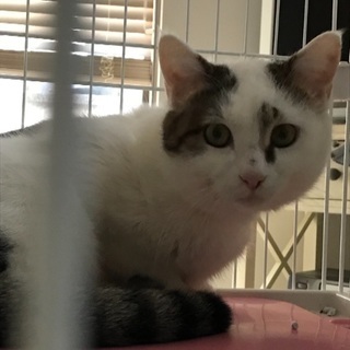 大きな美猫ちゃん