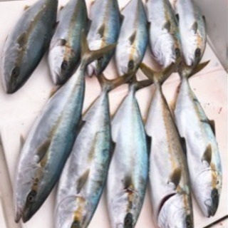 釣ボーイ、釣りガール募集
