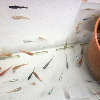 🚩メダカ🚩選別漏れ 色々♪