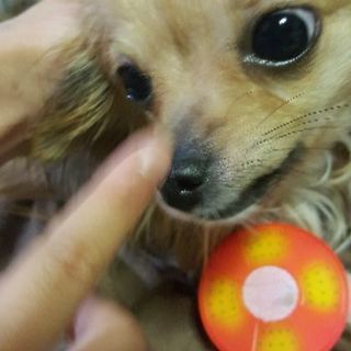優しい里親さん募集