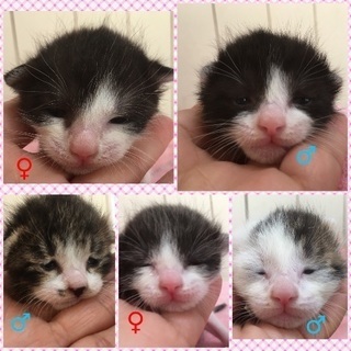 里親決定。保健所より緊急レスキューの子猫