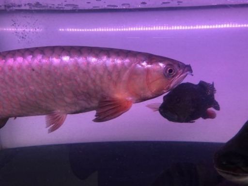 スポッテッドバラムンディ45cm