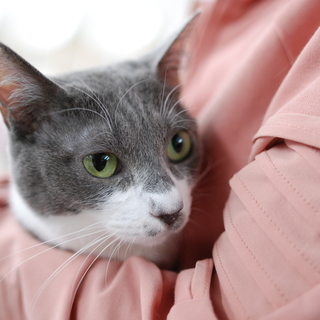 ねこらいく　猫の譲渡会