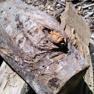広葉樹ケヤキの薪！【大型ストーブ向け、特大割】。丸2年乾燥。茨城県潮来市。の画像