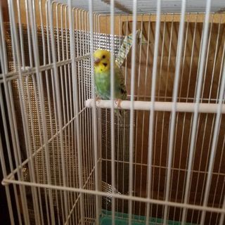 セキセイインコの里親募集