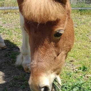 🐎ホースセラピーのボランティアをしてみませんか？
