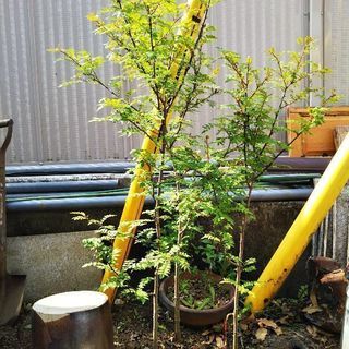 山椒（Ａ）実は着きません・葉を楽しまれる方。
